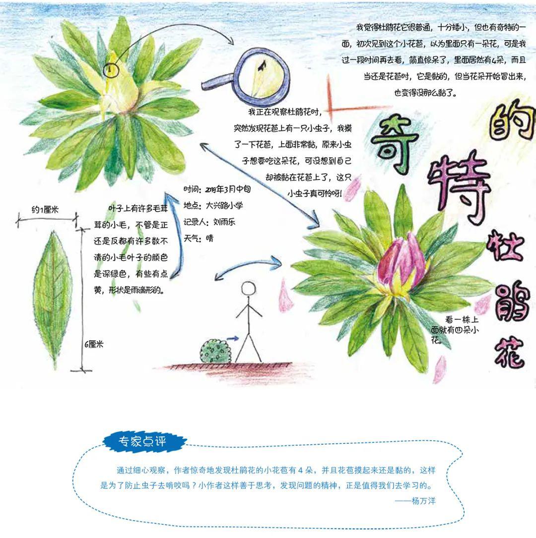 繪眼看自然長隆杯第二屆自然筆記大賽獲獎作品展示3