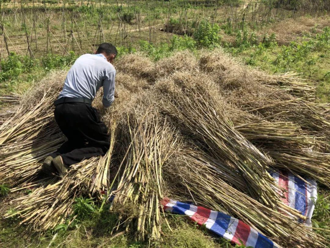 又到收油菜籽的季节洞口人这些景象你还记得吗