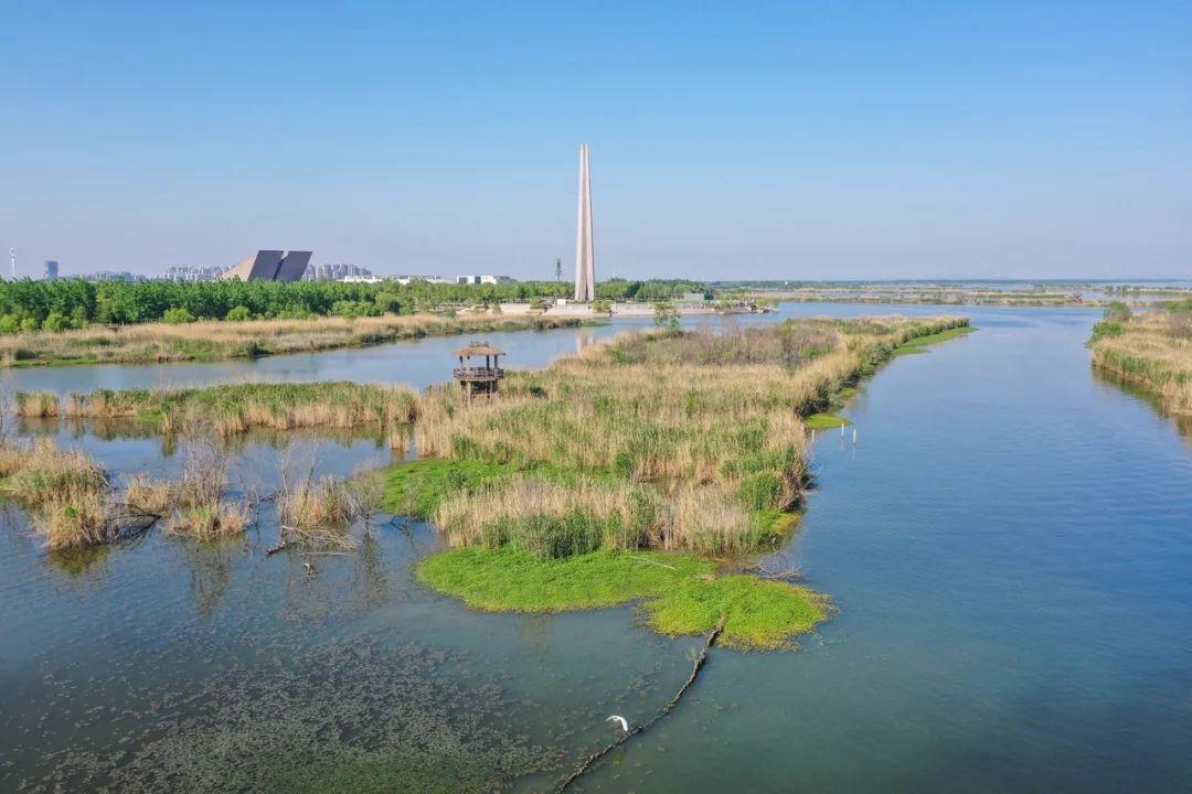 賞花賞鳥巢湖岸邊上千只紅嘴鷗北遷