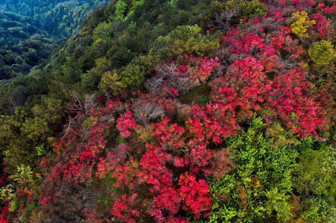 杜鵑花開映山紅馬上開啟初夏的第一波賞花之旅吧