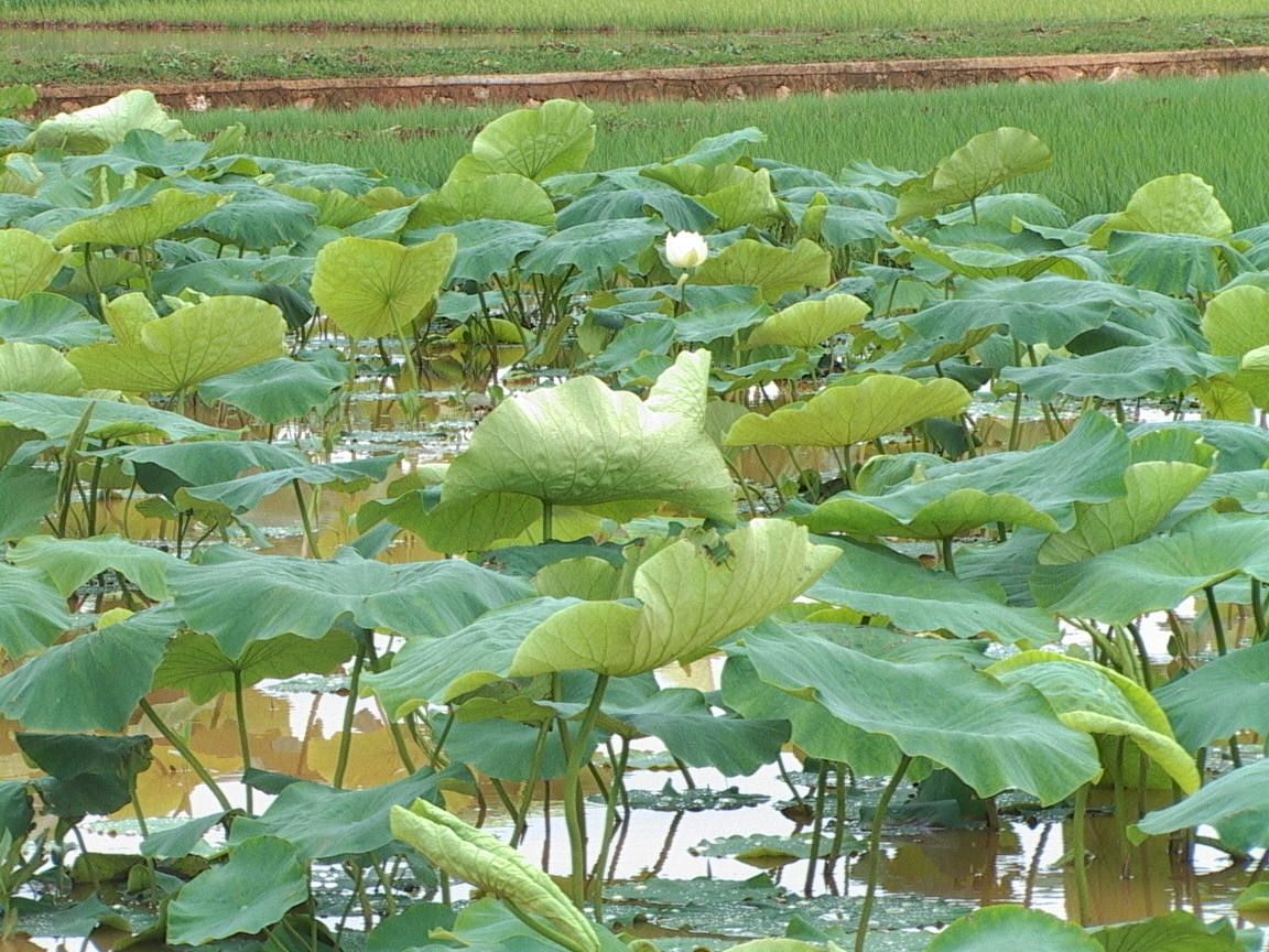 原创莲藕早结藕怎么办找准早结藕的原因合理采取措施预防