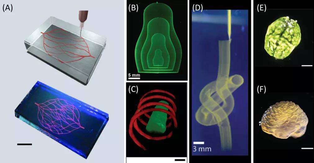 懸浮生物3d打印履行生物打印懸浮的承諾