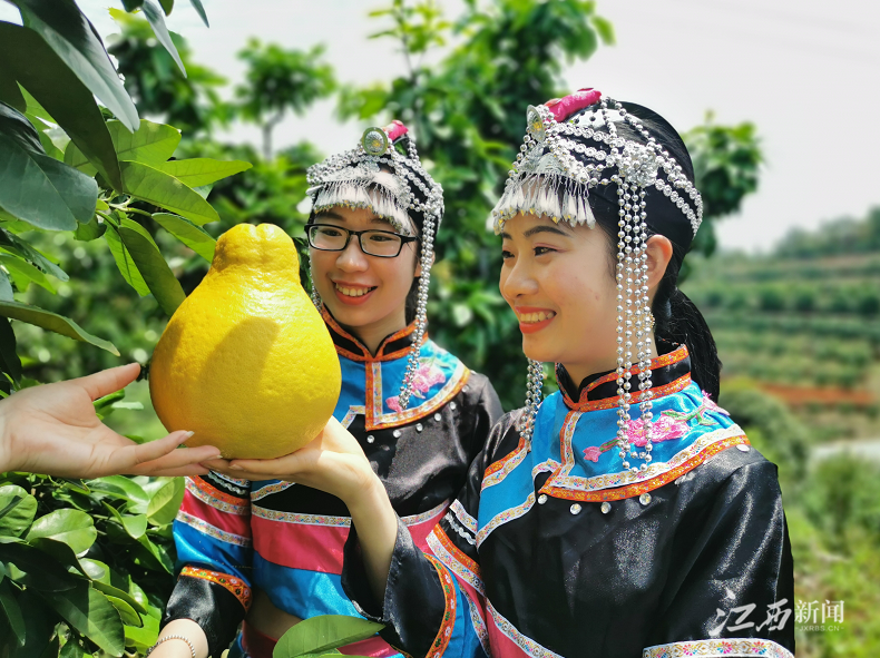 人甜柚更甜南康区赤土畲族乡甜柚姑娘助力家乡农产c位出道