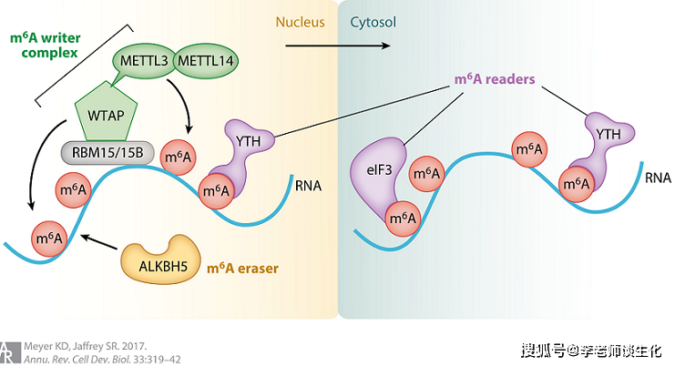 真核生物mRNA的加工修饰与转录调控(二)_Biol