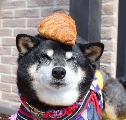 柴犬吃了一口面包这一脸满足的表情超级可爱