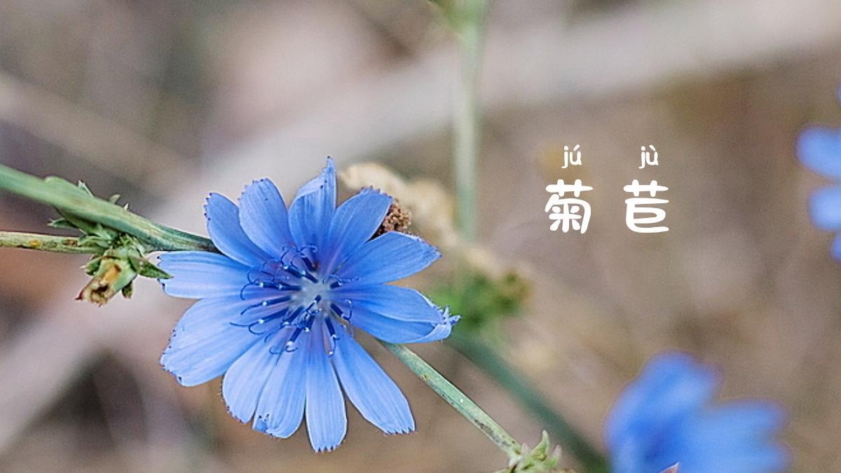 菊苣有这样的魔力让你对它无条件的信任因为菊苣的花语就是这样"甘于