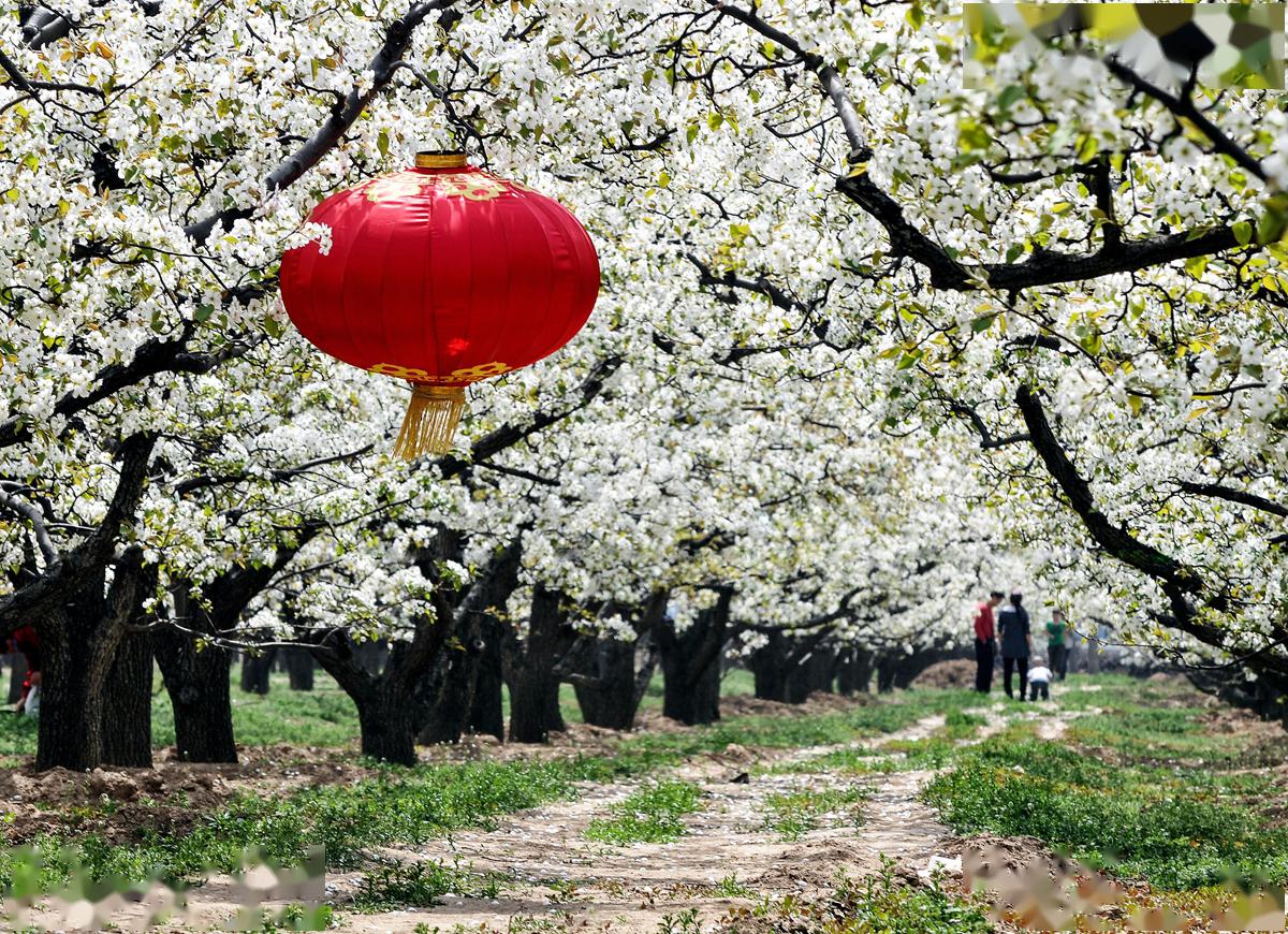 美丽乡村丨百年梨花园