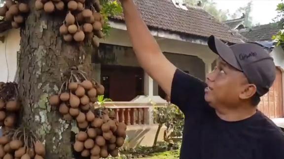 香波果是印度尼西亚的皇室御用水果传说吃香波果后流汗都是香的