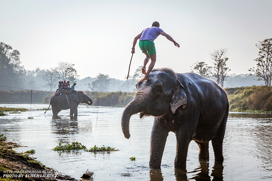 游走尼泊尔-奇特旺国家公园_犀牛