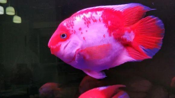 养一缸鹦鹉鱼一不小心这么多起头的