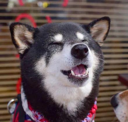 柴犬吃了一口面包这一脸满足的表情超级可爱