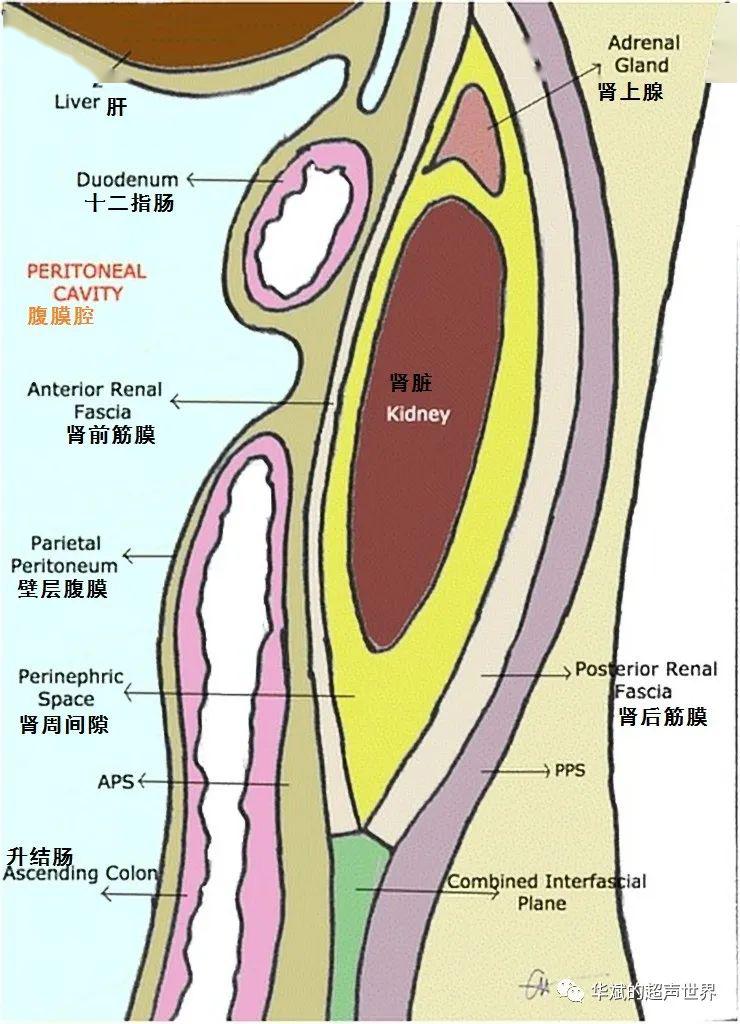 跟着ct/mri学超声 小视频