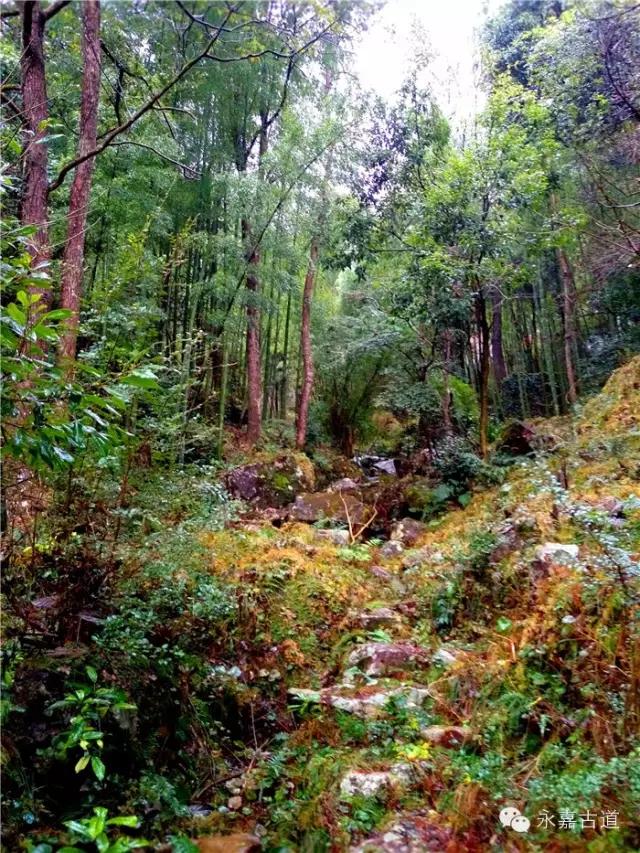 温州森林坑古道水丰瀑飞美景非常乡愁依旧