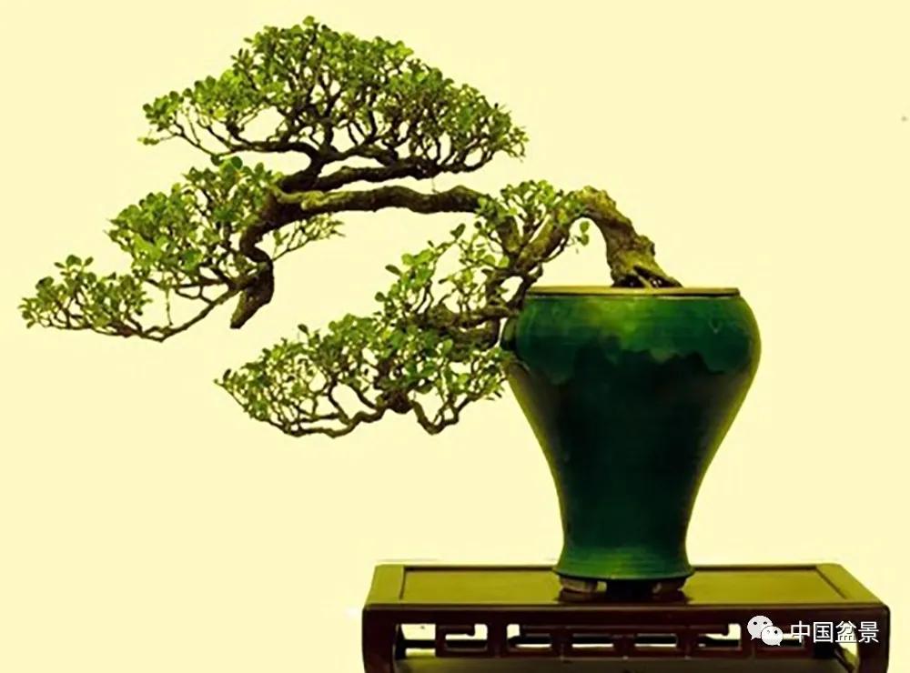 黄杨盆景造型技巧