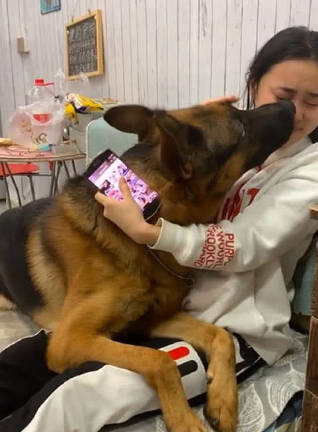 见女主人哭的很伤心,德牧立刻就跑了上去,一招让主人笑逐颜开