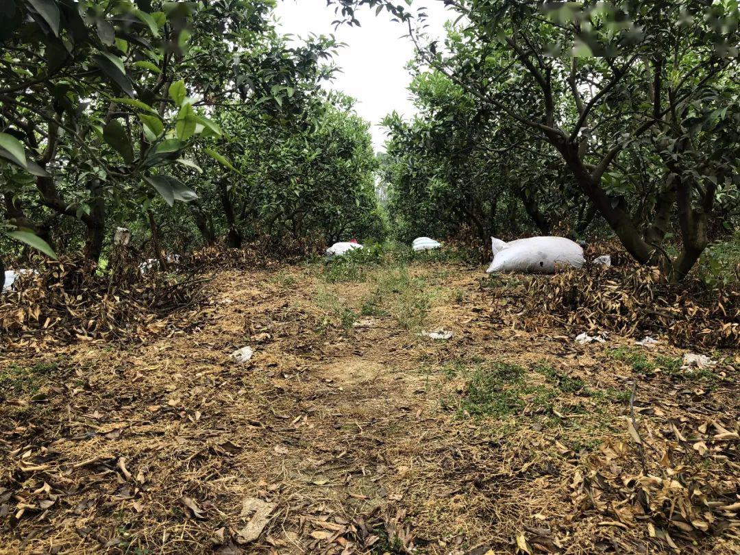 都是在讨论,这个天气,一时间,大家的话题,柑橘幼果缺水干掉了雨贵如油