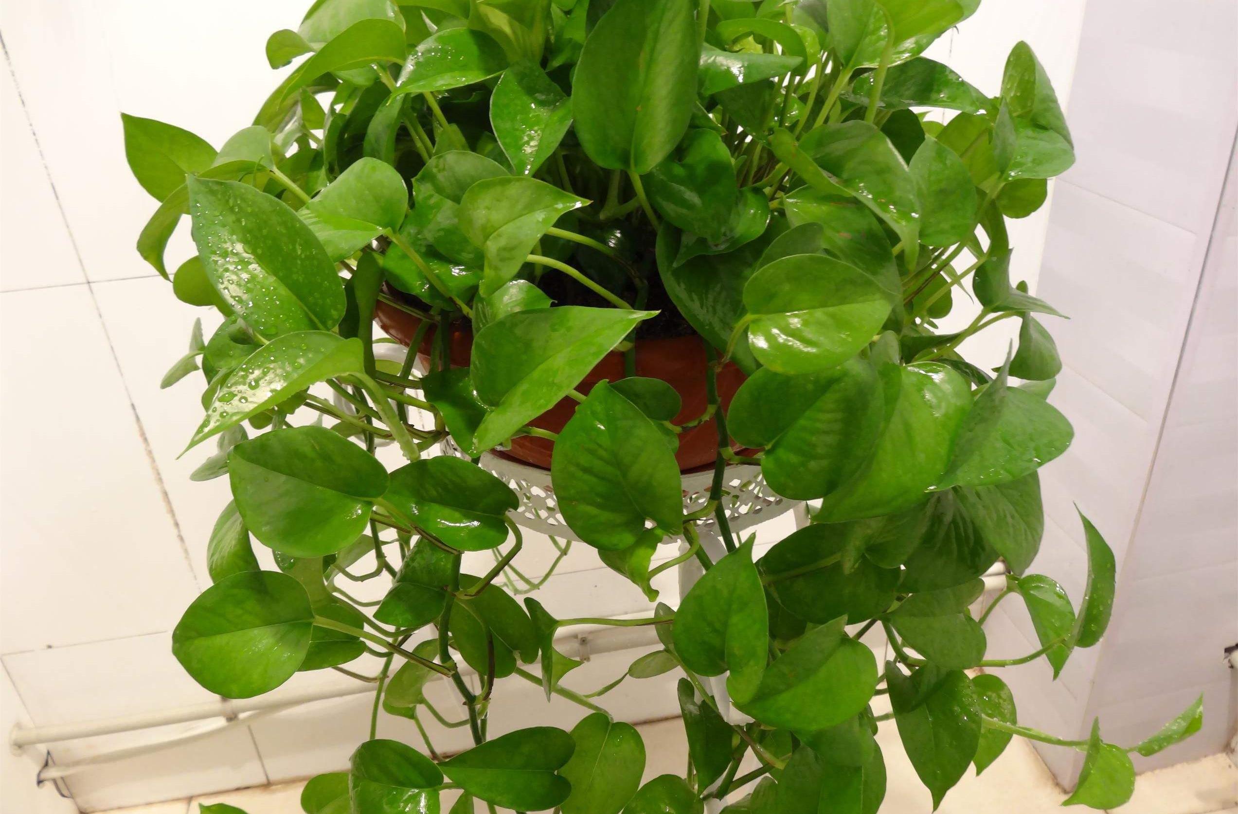 原创绿萝有3怕避开后叶子翠绿增1倍长满盆