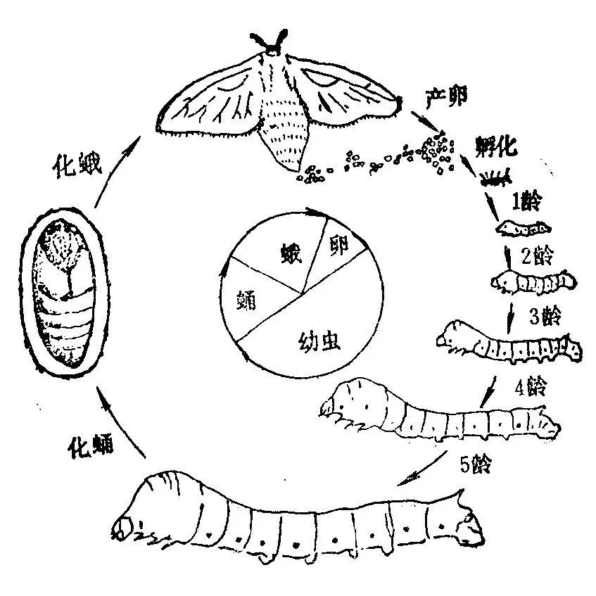 蚕子的演变过程画图片