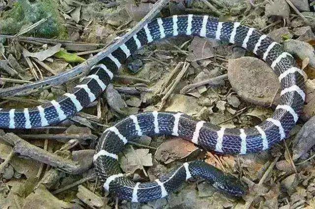 广西的蛇还是挺多的,各位不论是要在田间作业,还是去野外徒步的