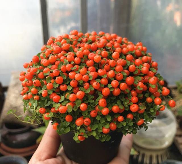 珍珠橙盆栽,最为漂亮的1种观果植物,有一盆也值得!_花卉