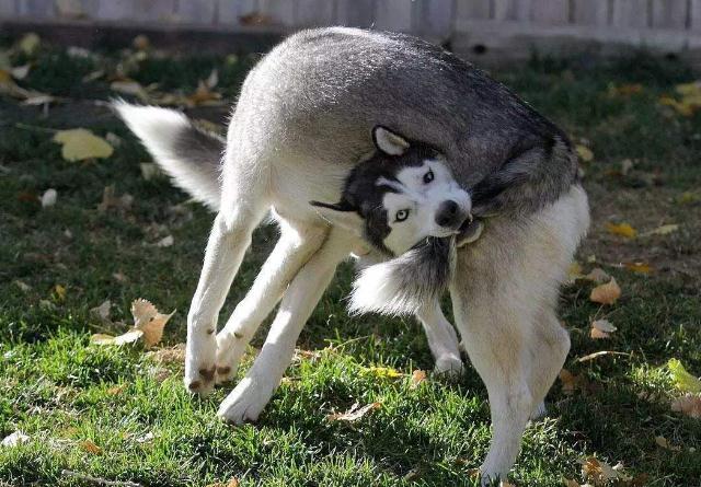 狗狗为什么会咬自己的尾巴原因有5个不仅是无聊