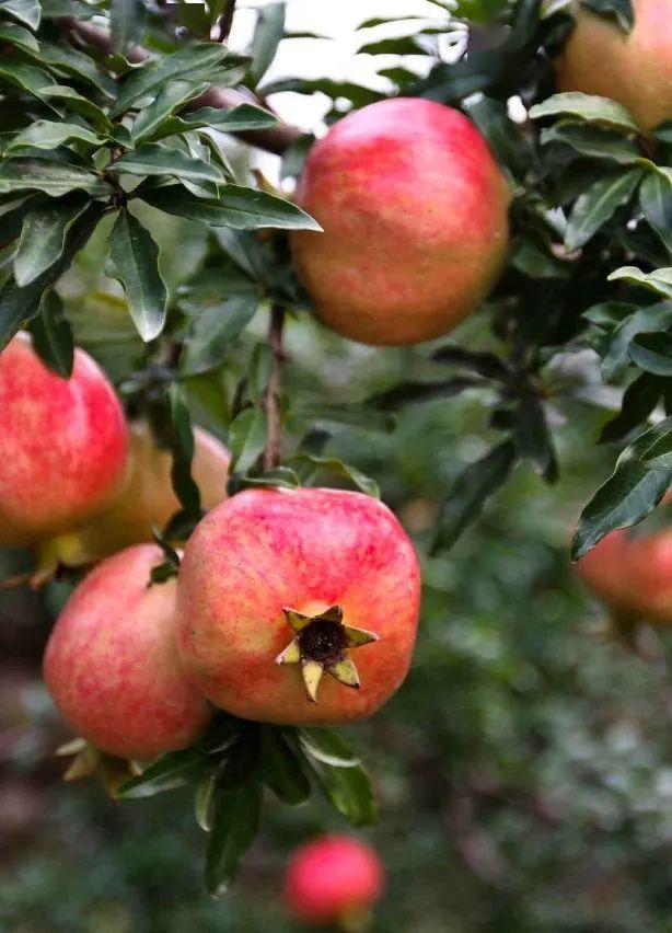 2012年12月,"塔山石榴"获评国家地理标志保护产品称号,是烈山区第一张