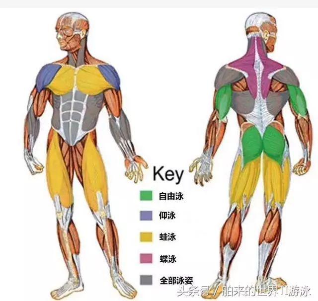 游泳锻炼哪些肌肉图解图片