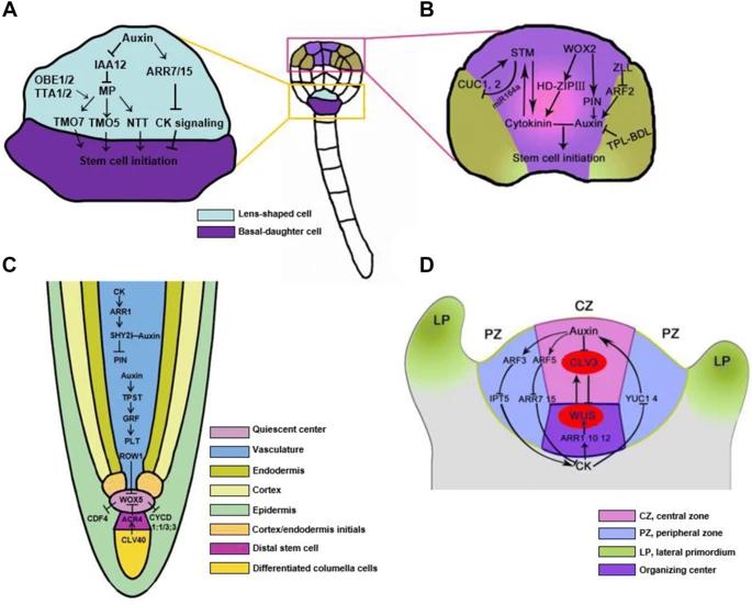 and maintenance of plant stem cells in root and shoot apical