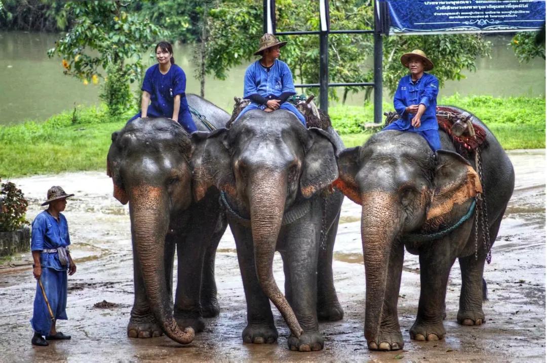 惊！面对疫情，泰国上千头大象既面临“挨饿”，也面临“失业”