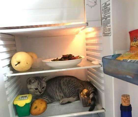 "凌晨2点半,我家的猫,偷偷钻进了冰箱……"