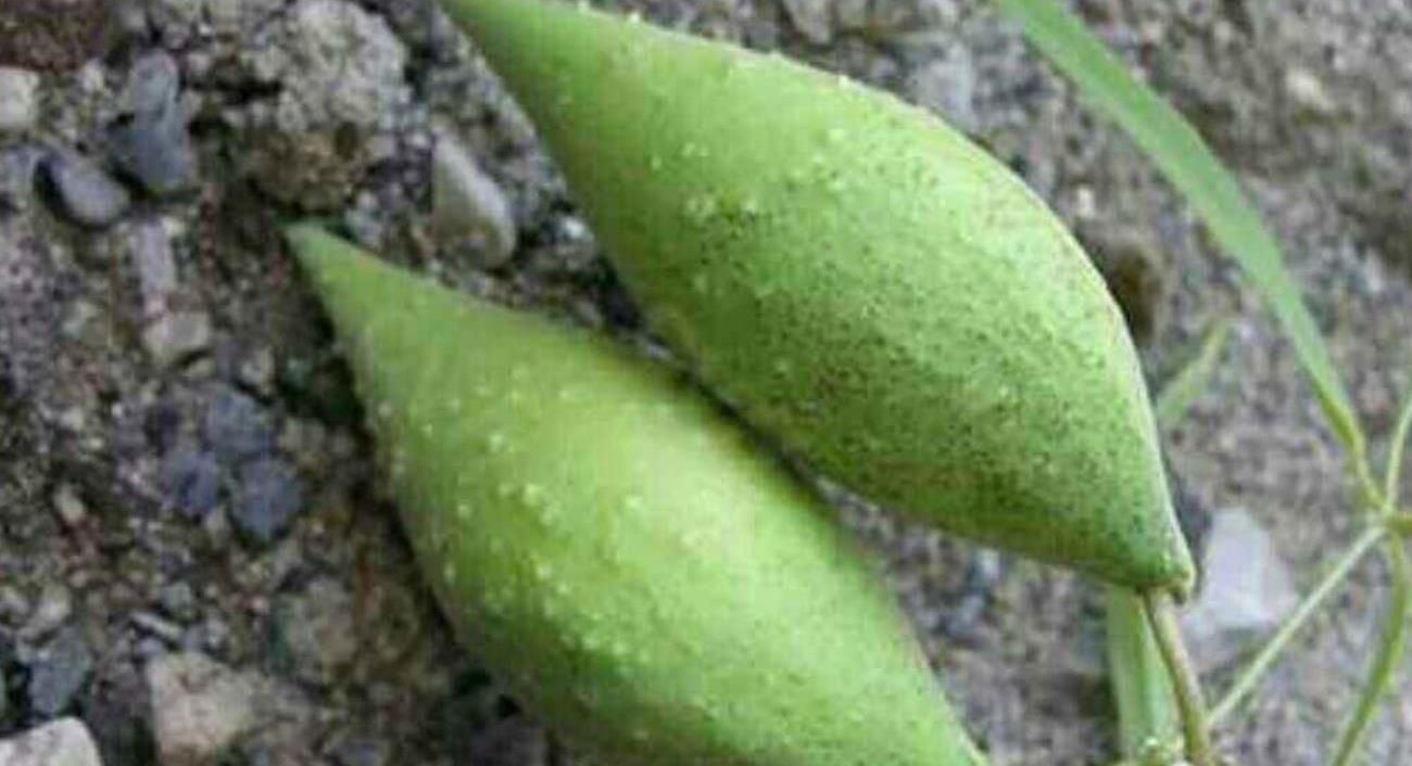 草丛里的一种小野瓜药食两用价值高见到请珍惜别破坏