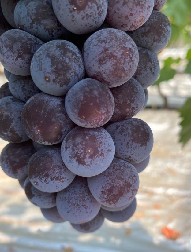 其实啊,这是葡萄营养好的表现,这种小颗粒叫做营养珠