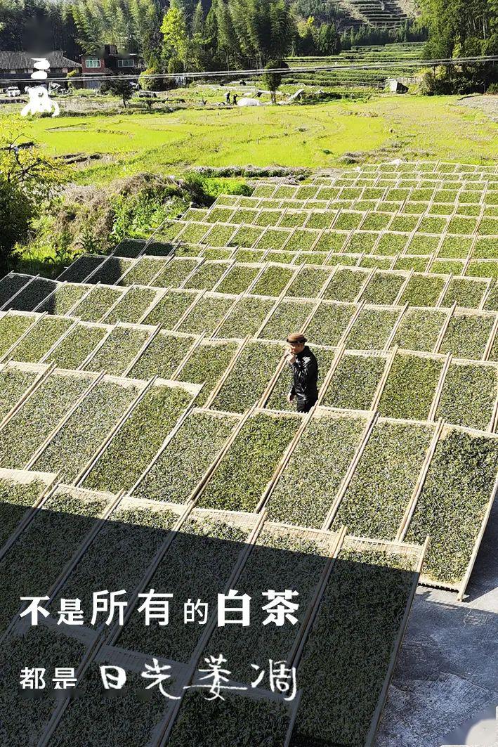 2020年十年突破好好喝这一泡日光萎凋高级白牡丹特殊时期给身体平衡