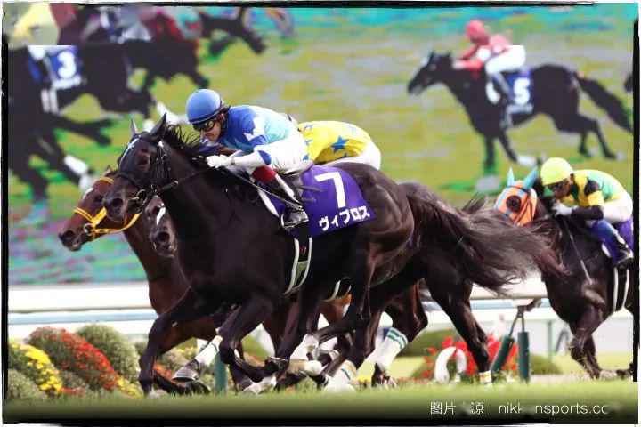 特别专题一探日本赛马与纯血马业繁殖母马篇