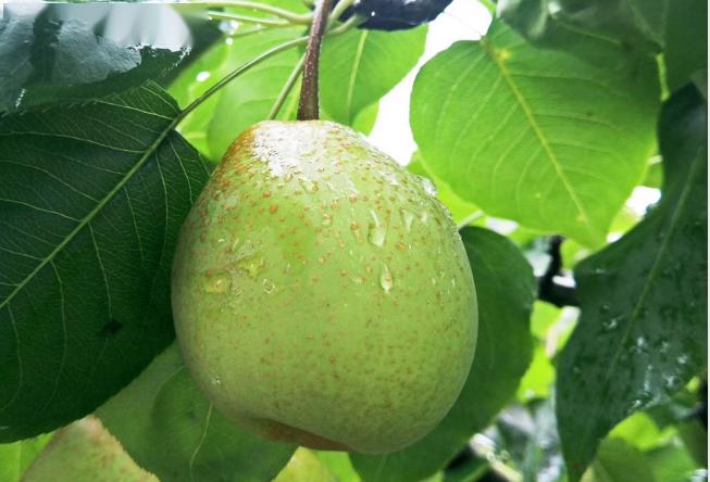 有"颜"有"味",活色生香 ▽彭州葛仙山酥梨 ▽