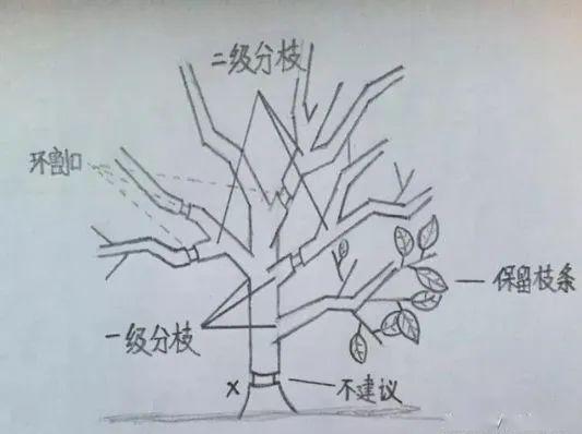 认为以一级分枝或二级分枝为好,若在主干环割,应该就高不就低,低了