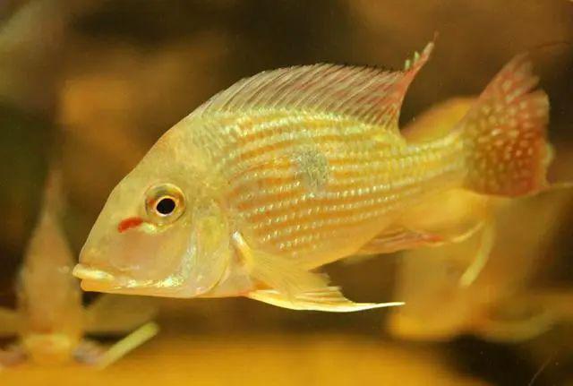 每日一鱼金钻关刀体表布满金黄色的点状斑纹