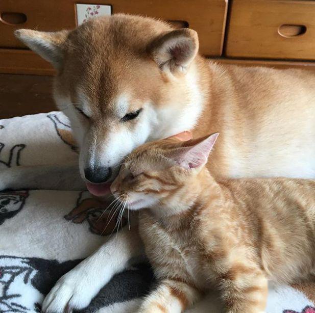 日本柴犬把自己当成猫每天和橘猫混在一起画风变成这样