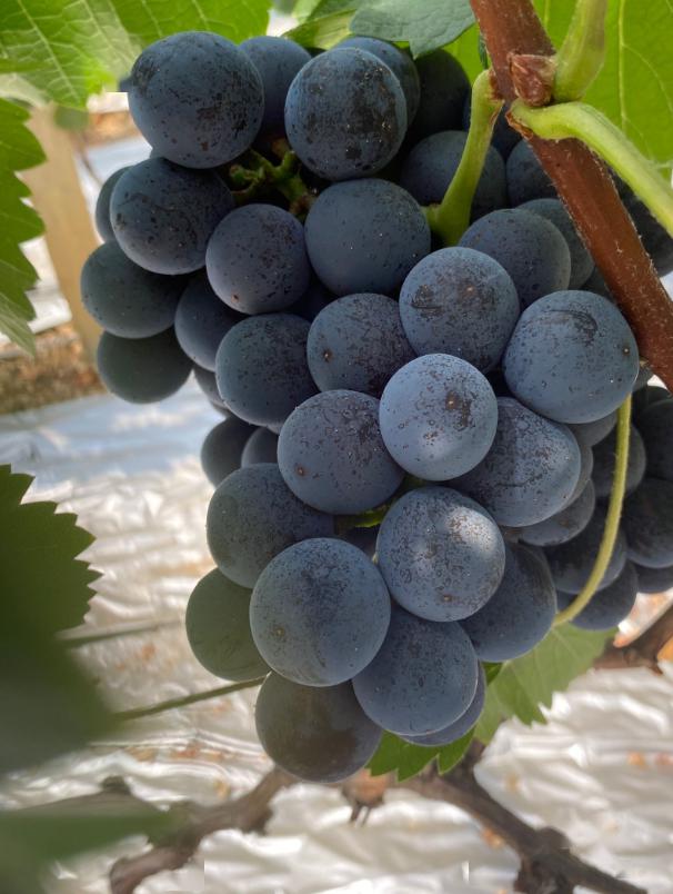 其实啊,这是葡萄营养好的表现,这种小颗粒叫做营养珠