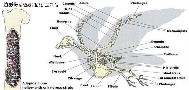 鸟类骨骼呈现中空,被蜂窝状的空隙隔开,并且通过纵横交错的支柱(标准