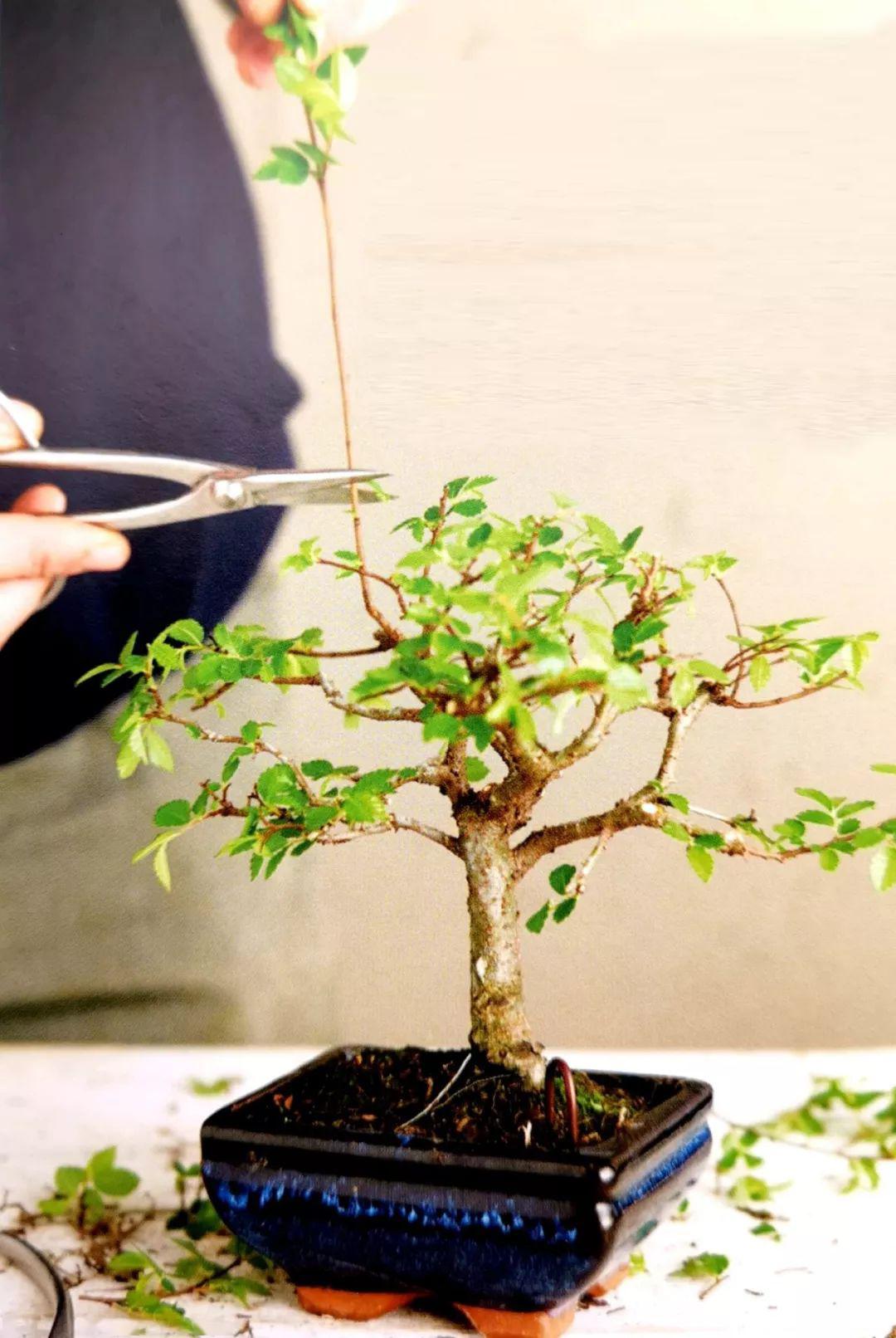 修剪盆景莫要畏手畏脚谨记胸有成树便能改造成功