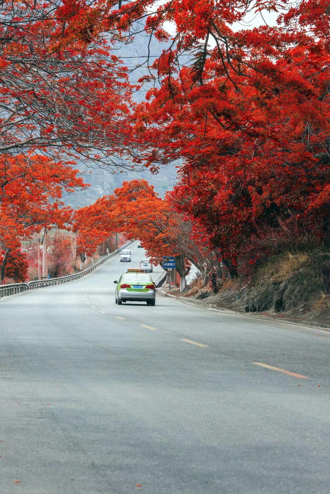 一组图考考你爱攀枝花有几分