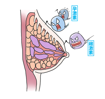 乳房刺痛也就是便秘这直接导致了孕妇的肠胃蠕动功能变差会被挤到一边