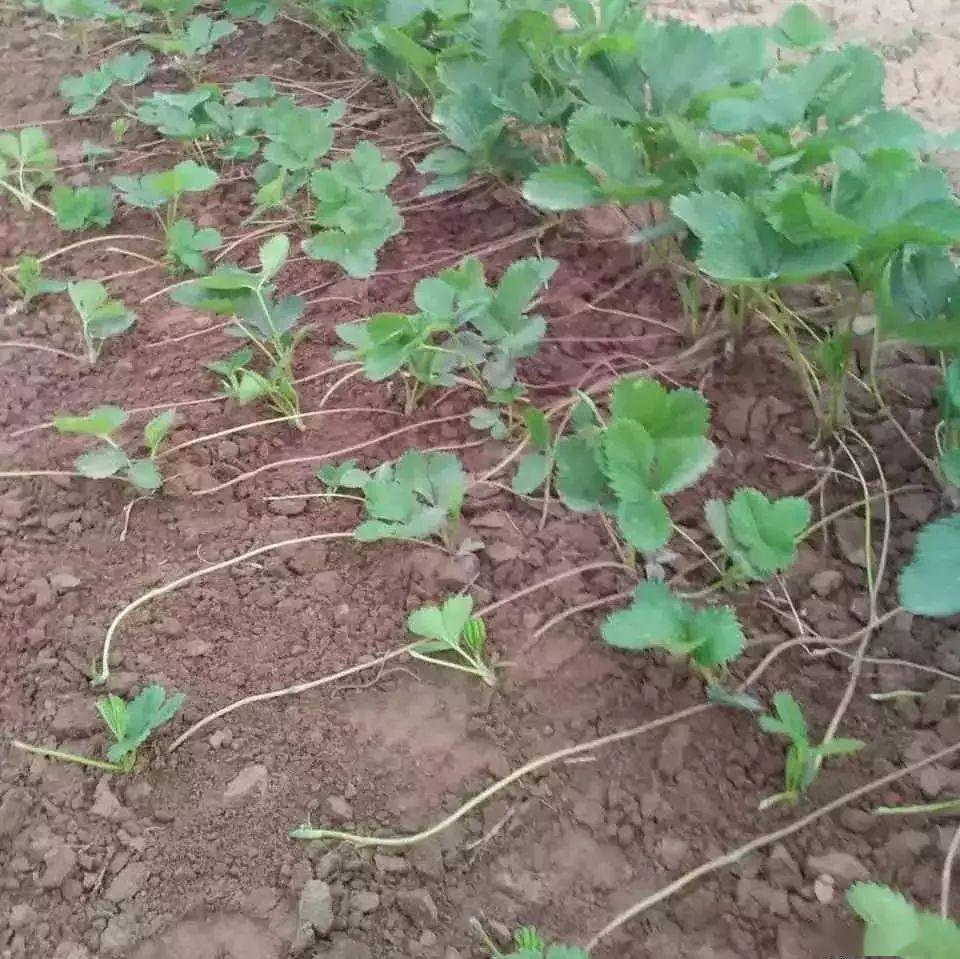 草莓匍匐茎抽生后该如何管理