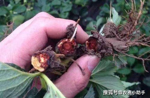 红薯叶枯叶霉病怎样处理黄叶死苗烂根处理方法根小子红薯重茬根腐能好