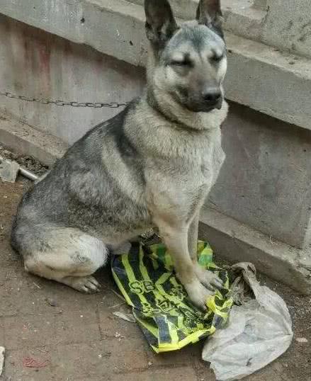 花费三百元购买宠物狗以为是普通土狗朋友却大呼赚大发了