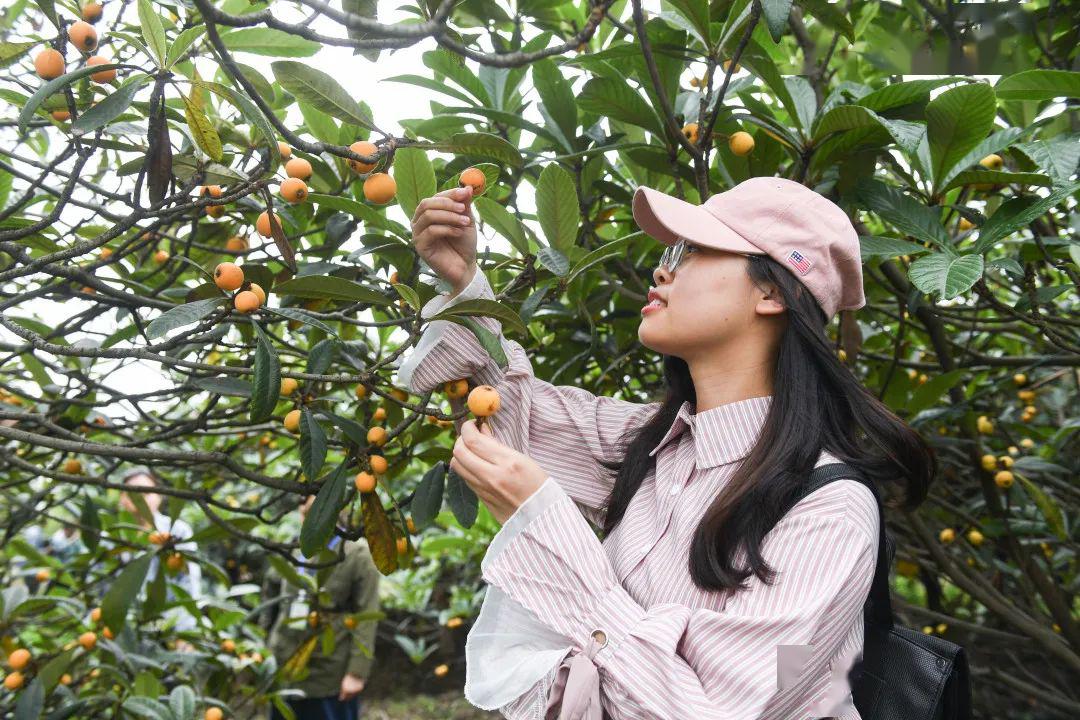 开直播亮名片今天塘栖枇杷节正式启动