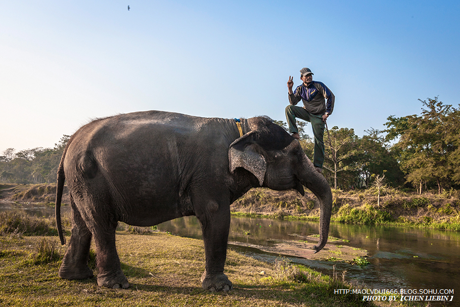 游走尼泊尔-奇特旺国家公园_犀牛