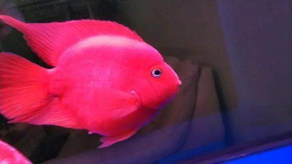 养一缸鹦鹉鱼一不小心这么多起头的