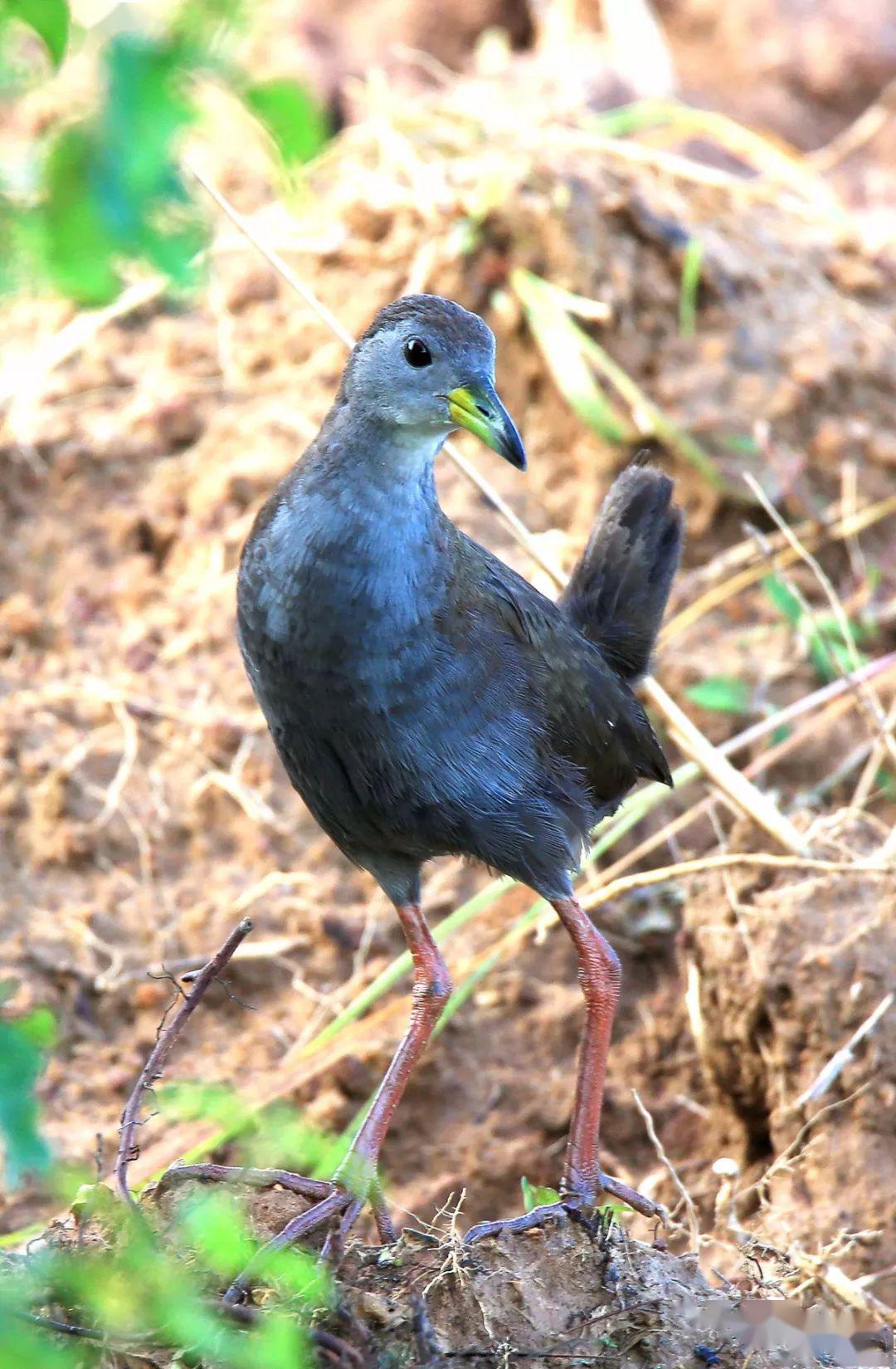 见面却叫不出你的名字鸟儿也会尴尬的呀